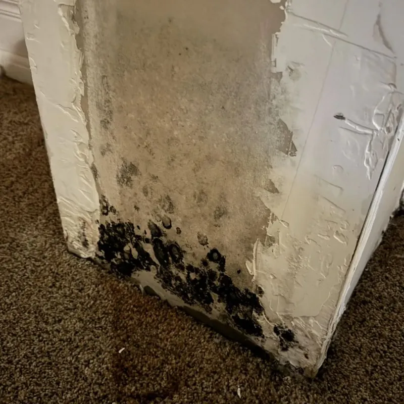 Professional Mold Removal in Montalvin, CA